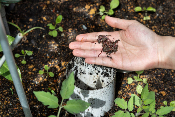 Persona con vermicompostera para hacer compost