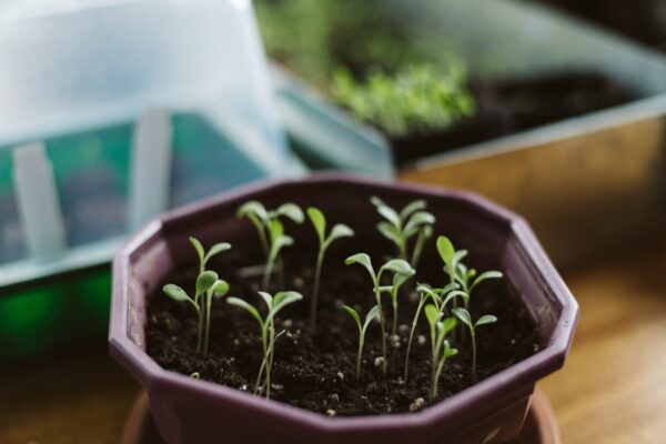 Compost hecho en casa para uso en el jardín